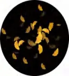 Gobo 2348