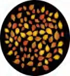 Gobo 2351