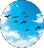 Gobo 239