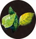 Gobo 2831