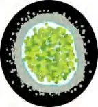 Gobo 3095