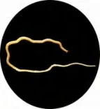 Gobo 3102