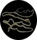 Gobo 3103