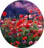 Gobo 530