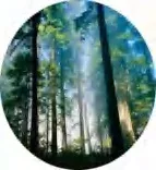Gobo 539