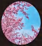 Gobo 548