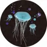 Gobo 584