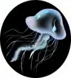 Gobo 590
