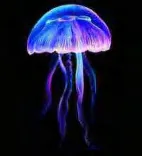 Gobo 621