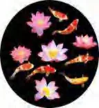 Gobo 637