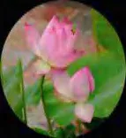 Gobo 651