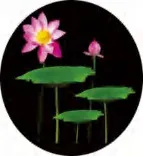Gobo 660
