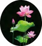 Gobo 661