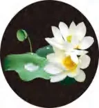 Gobo 691