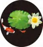 Gobo 704