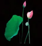 Gobo 711