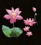 Gobo 712