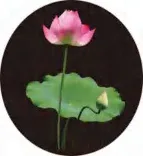 Gobo 719