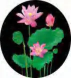 Gobo 724