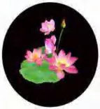 Gobo 748