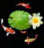 Gobo 796