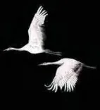 Gobo 850