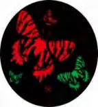 Gobo 888