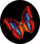 Gobo 890