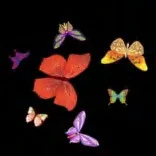 Gobo 934