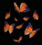 Gobo 971