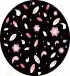 Gobo 998